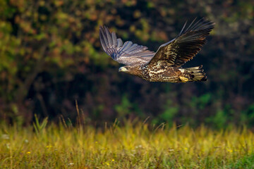 eagle in flight