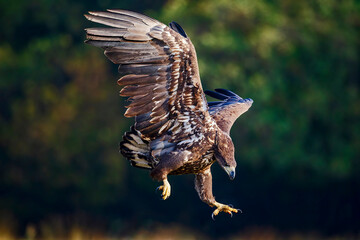 eagle in flight