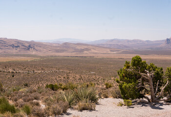 joshua tree national park