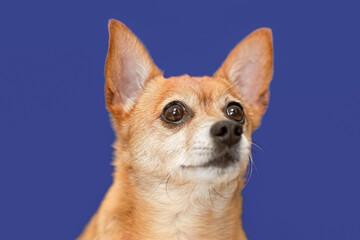A terrier. Portrait of a thoroughbred dog on a blue background. Pets