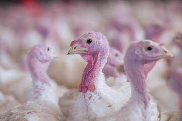 turkey farm. turkey close-up. turkey rearing concept