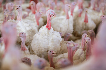 turkey farm. turkey close-up. turkey rearing concept - obrazy, fototapety, plakaty