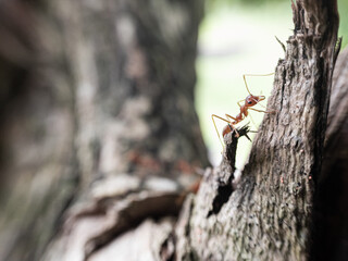 ant on a tree