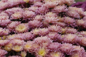 close up of a flower of a plant