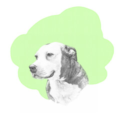 Sketch of American Staffordshire Terrier dog on green art background. Animal Art collection: Dogs. Hand Painted Illustration of Pets. Design template. Good for print T-shirt, pillow
