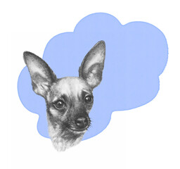 Black and White Portrait of a Chihuahua dog. Cute lap dog on blue splash background. Pencil sketch, ink hand drawn portrait. Animal collection Pets. Good for print T-shirt. Art background for design