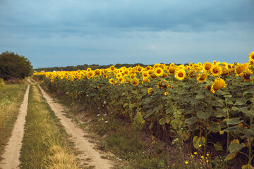 Fototapeta na wymiar Yellow bouquet blooming sunflower field outdoors sunrise warm nature background. Organic flower with seeds near the road. Agriculture, farming, harvest concept 