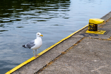 A standing seagull on the shore of the port.