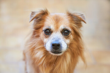 portrait of a cute dog looking at the camera with blurred background