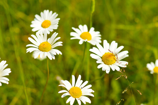 Blurred image of white daisies on a green meadow on a sunny summer day.