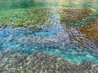 Fototapeta na wymiar Algae in clear sea water.