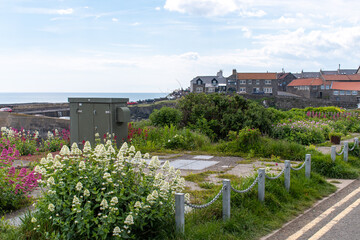 Fototapeta na wymiar Views of the fishing village and harbour of Craster, in Northumberland, UK. In summer with blooming wildflowers
