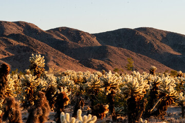 Cholla Cactus Garden Sunrise, Joshua Tree National Park, Joshua Tree, California