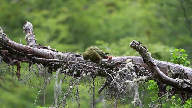 Enicognathus ferrugineus, Austral Parakeet, Austral Conure or Emerald Parakeet can be found allover Patagonia in Chile and Argentina, sitting in dense green vegetation in tierra del fuego, Patagonia
