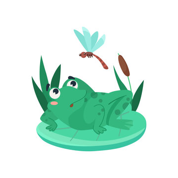 Comic frog looking at dragonfly in surprise vector illustration. Funny aquatic animal cartoon character sitting on lily leaf in swamp isolated on white background. Nature, wildlife concept