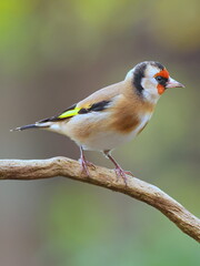 A goldfinch on a branch in the garden