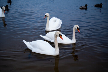 Fototapeta premium A group of swans on the lake feed during the day