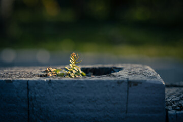 The vitality of nature