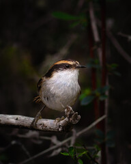 Small bird perching on a branch, thorn tailed rayadito. Chilean Birds.
