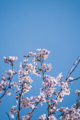 Cherry blossom