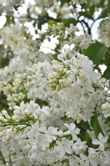 Beautiful white lilac flowers. Blossoming purple lilacs in the spring.
