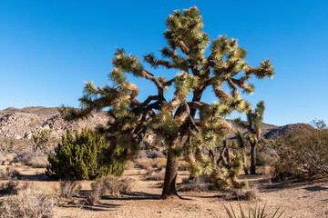 Joshua Tree National Park, Joshua Tree, California