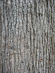 Embossed texture of the bark of an old tree. Horizontal photo of a tree bark texture. Close-up.