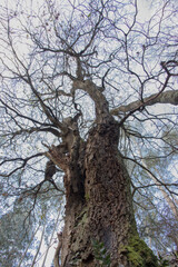 arbol