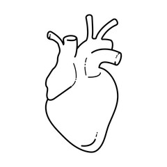  The heart of a man in a doodle style. Human organ. Anatolia. Black line, white object, on a transparent background.