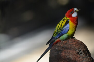 red and green parrot