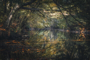 natura morta foliage