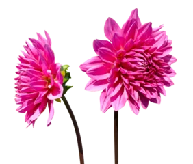 Gordijnen Fleurs de dahlia rose  © hcast