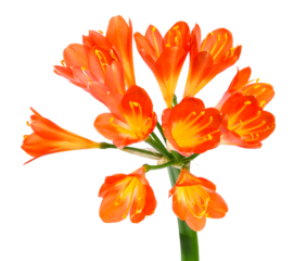Gros plan de fleurs de clivia	