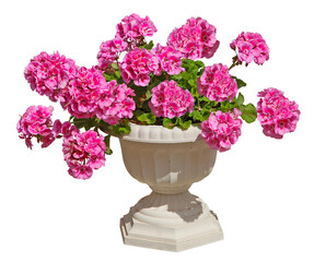 Obraz premium Géranium zonal rose en pot