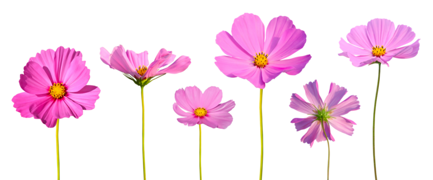 Fleurs de cosmos rose	s