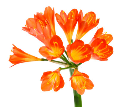 Gros plan de fleurs de clivia	