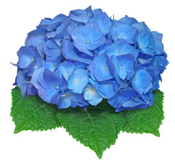 Fleur d'hortensia bleue
-