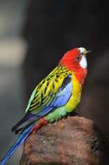 Tropical Parrot