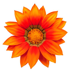 Fleur de Gazania orange