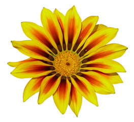 Fleur de gazania jaune et orange