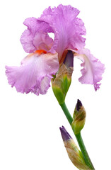 Fleurs d'iris mauve © hcast