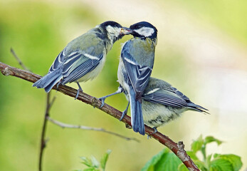 Obraz premium oisillons mésanges