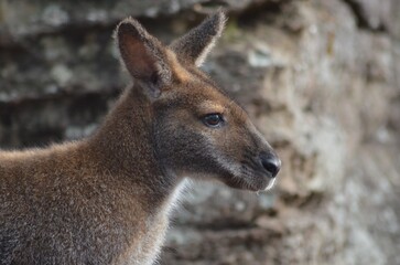 Kangaroo in the Wild