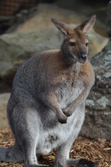 Naklejka na ściany i meble Kangaroo in the Wild
