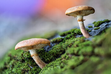 a deadly poisonous fungus, scientific name is paxillus involutus, mycology