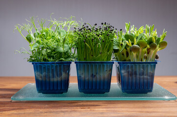 Healthy food, young sprouts plants of green garden cress , chives onion and lupin ready for consumption growing in blue plastic box