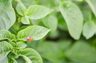 Colorado beetles. Young Colorado beetle on a potato leaf. 