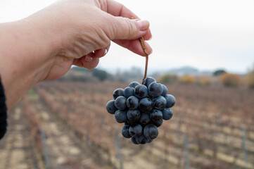 Ripe and dry bunches of red tempranillo grapes after harvest, vineyards of La Rioja wine region in...
