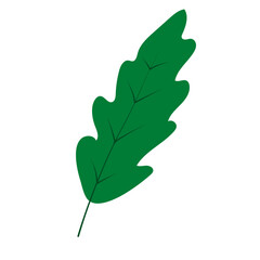Fototapeta premium Simple drawing of a green oak leaf