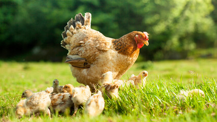 A brown hen and her chicks roam the agricultural fields, grazing freely in the summer sun on the...